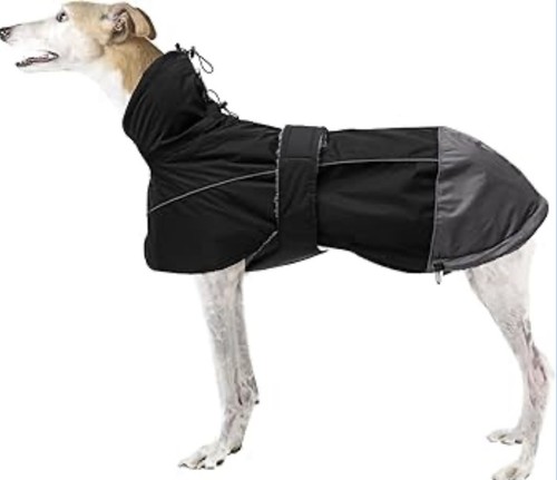 Morezi hound whippet - morezi, xs