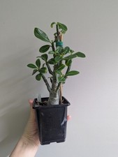 Adenium Obesum/Desert