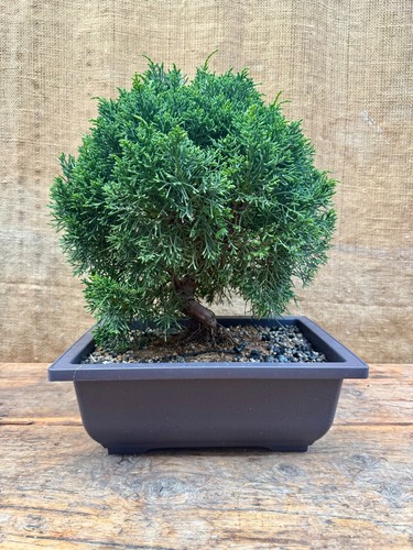 Kishu juniper bonsai - juniper, 4