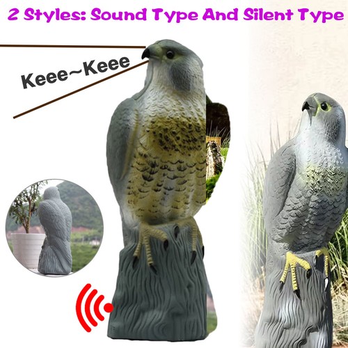 Large falcon bird - falcon,