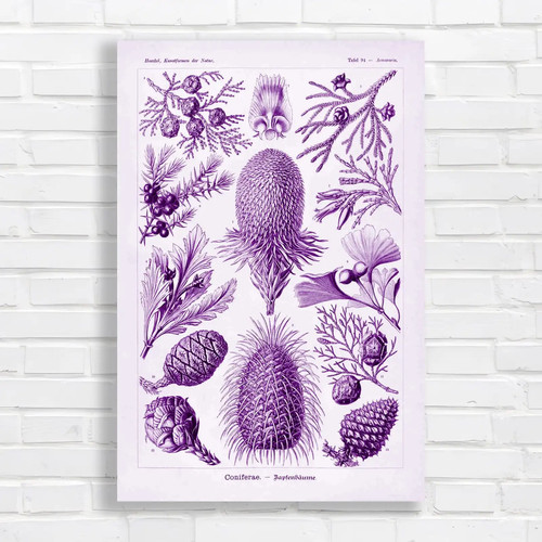 Vintage botanical conifer - vintage,