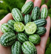 Cucamelon x 6 PLUG PLANTS
