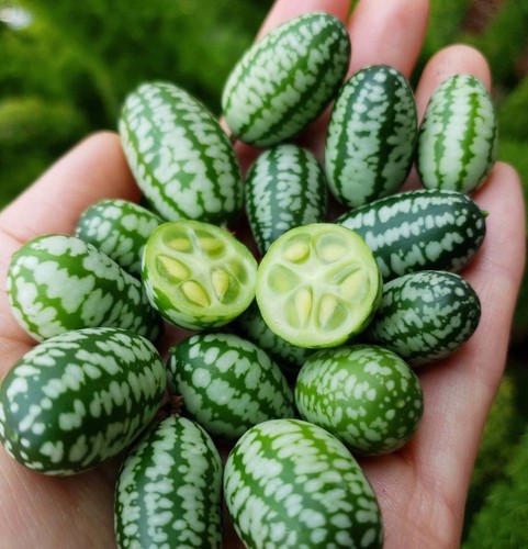 Cucamelon plug plants - x,