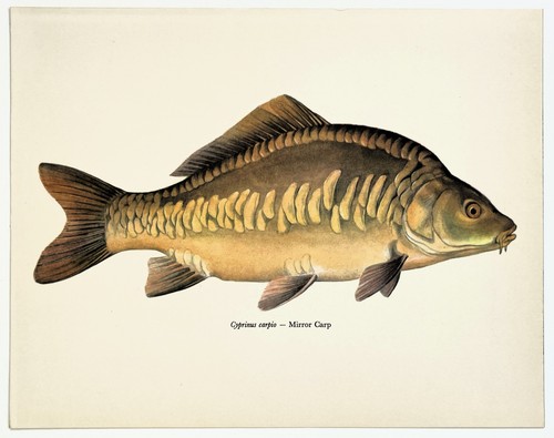 Mirror carp vintage fish print - carp,