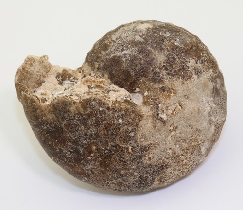 Ammonite neoptychites - ammonite,,