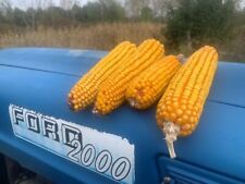 Corn on the Cob Squirrel, Bird, Rabbit, Feed 18 lb  just harvested