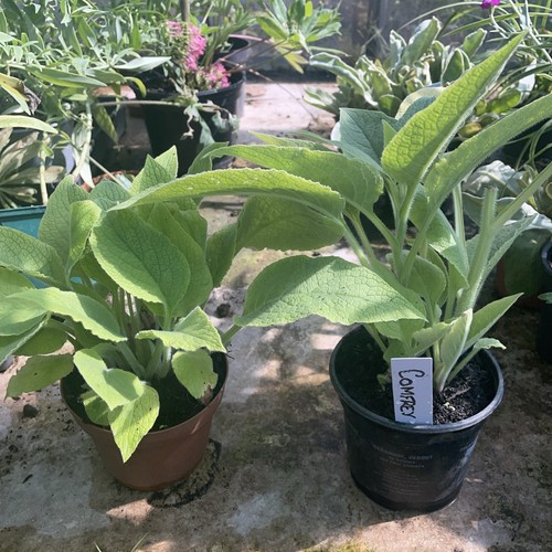 Comfrey herb plants in - 2,