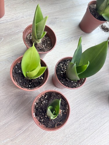 Sansevieria hahnii black - sansevieria, 'hahnii