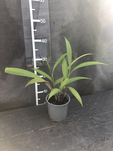 Setaria palmifolia
