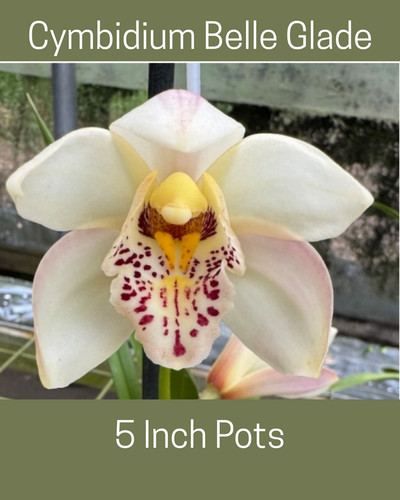 Cymbidium belle glade - belle,