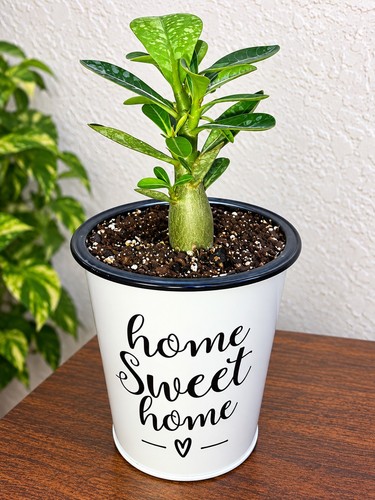 Exotic desert rose - exotic,