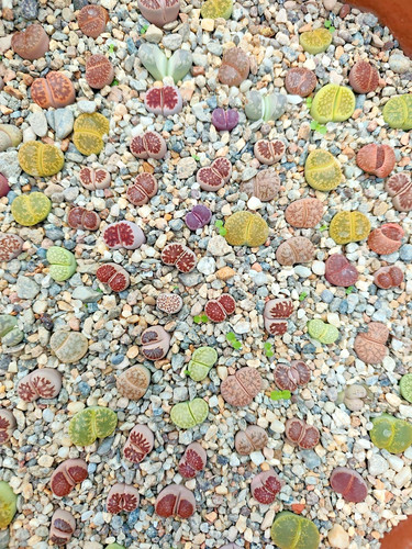 Lithops sassi viventi del - sassi,