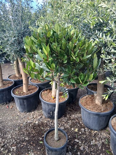 Laurus nobilis 120 140cm - nobilis, 120-140cm