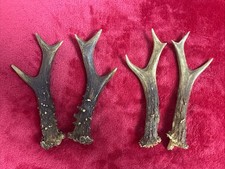 2 PAIRS OF ROE DEER ANTLERS
