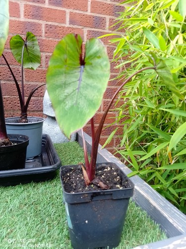 Colocasia pharaoh s - colocasia, ‘pharaoh’s