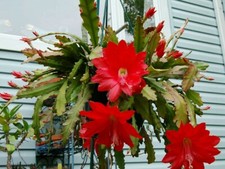 Epiphyllum Red. Disocactus ackermannii (Red Orchid Cactus 1 x Fresh Cuttings.