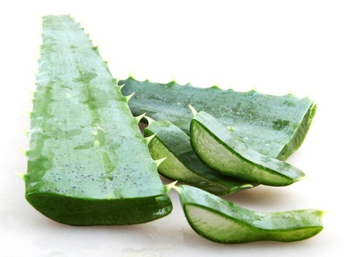 Aloe vera fresh - 3, leaves