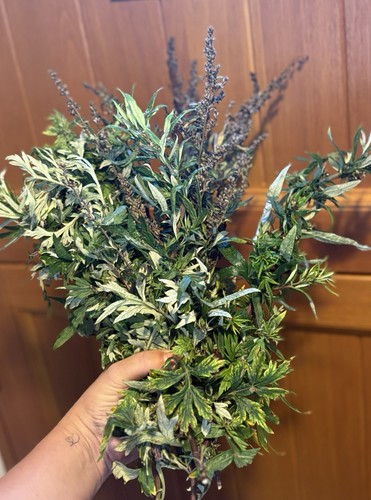 Real mugwort herb - mugwort, for