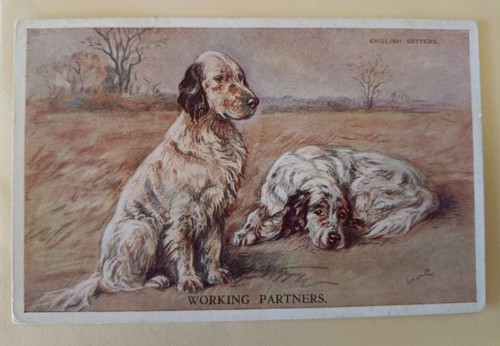 Mac dog postcard english - dog,
