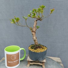 Satsuki Azalea Rhodedendron