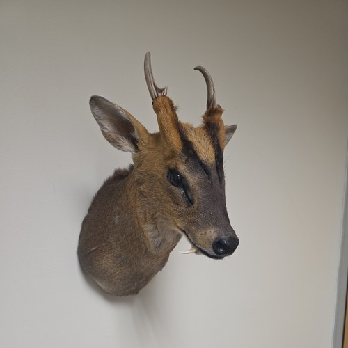 Muntjac deer shoulder mount - shoulder,