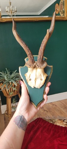 Deer antlers skull - &,