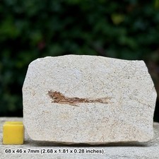 Small Knightia Fish Fossil Green River Formation Eocene Wyoming USA Genuine