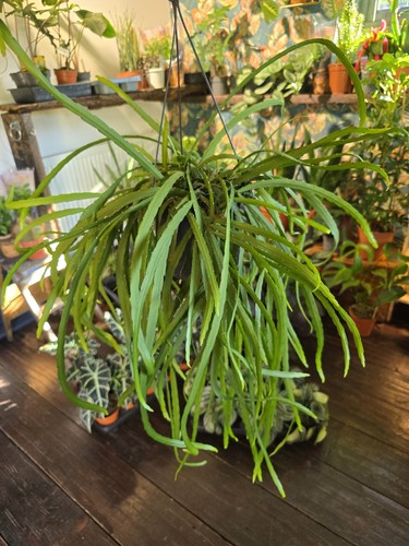 Lepismium bolivianum large - bolivianum,