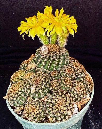 Lobivia distefanoiana - ,, 4"