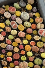 Lithops Rare Living Stones