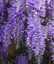 Wisteria Sinensis Seeds Suitable For Bonsai Garden Climbing Plant