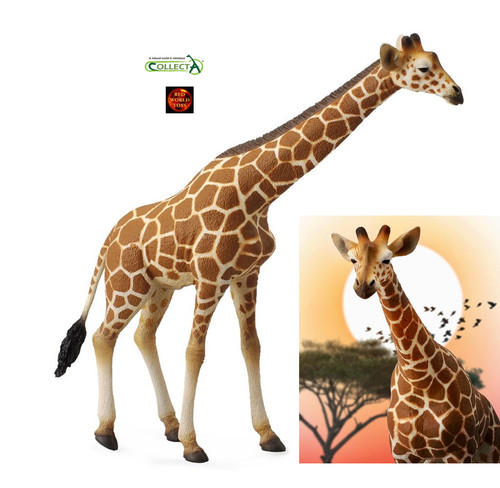 Adult reticulated giraffe - adult,