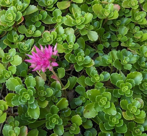 Dragon blood stonecrop - dragon's,