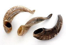 1 Original Schafshorn Horn