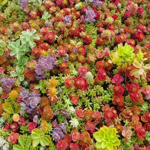 10x hardy succulent mix sedum - mix,