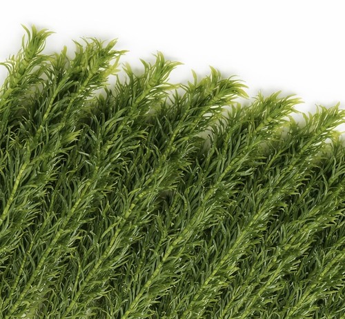 Elodea densa oxygenating - densa,
