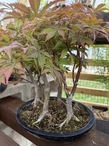 Japanese maple acer pre bonsai - japanese,