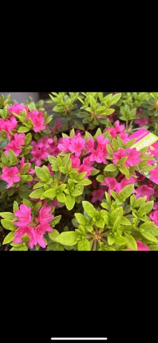 Large evergreen pink azalea - large,