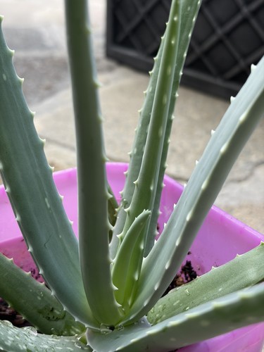 Aloe vera barbadensis - vera,