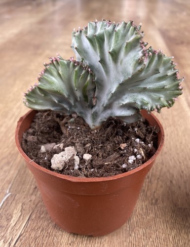 Euphorbia lactea variegated - euphorbia,