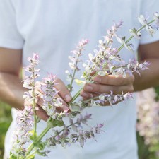 Salvia sclarea - Clary Sage