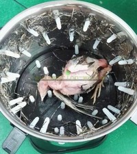 Small Chicken Dove Feather Plucking Machine Birds Depilator Plucker 220V New