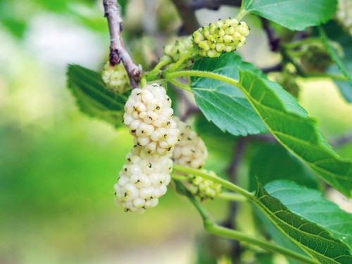 White mulberry tree - white,
