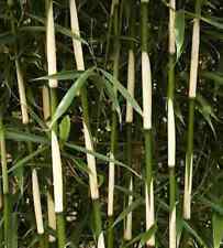 Tall Hedge Bamboo Campbell 125-150cm - Fargesia robusta
