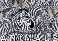 ZAMBIA 2001 ANIMALS / ZEBRA