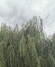 10  Hardy Fast Growing  12"/30cm weeping Willow Cuttings, grown in Lancashire