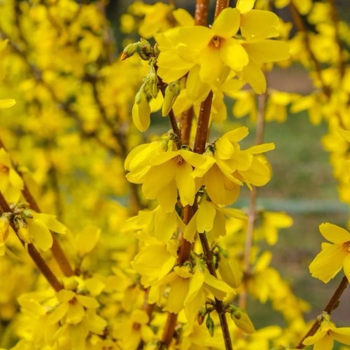 Forsythia spectabilis - forsythia, ‘spectabilis’