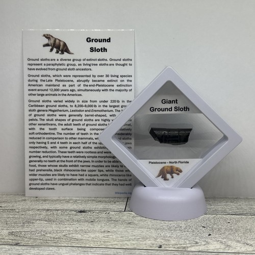 Giant ground sloth prehistoric - ground,