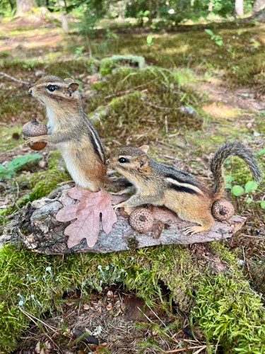 Chipmunk taxidermy eastern - taxidermy,,
