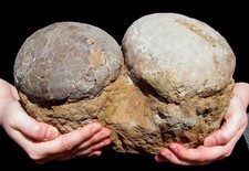 100% REAL DINOSAUR HADROSAUR EGG NEST DOUBLE- EGGSHELL CLEANED UNDER MICROSCOPE!